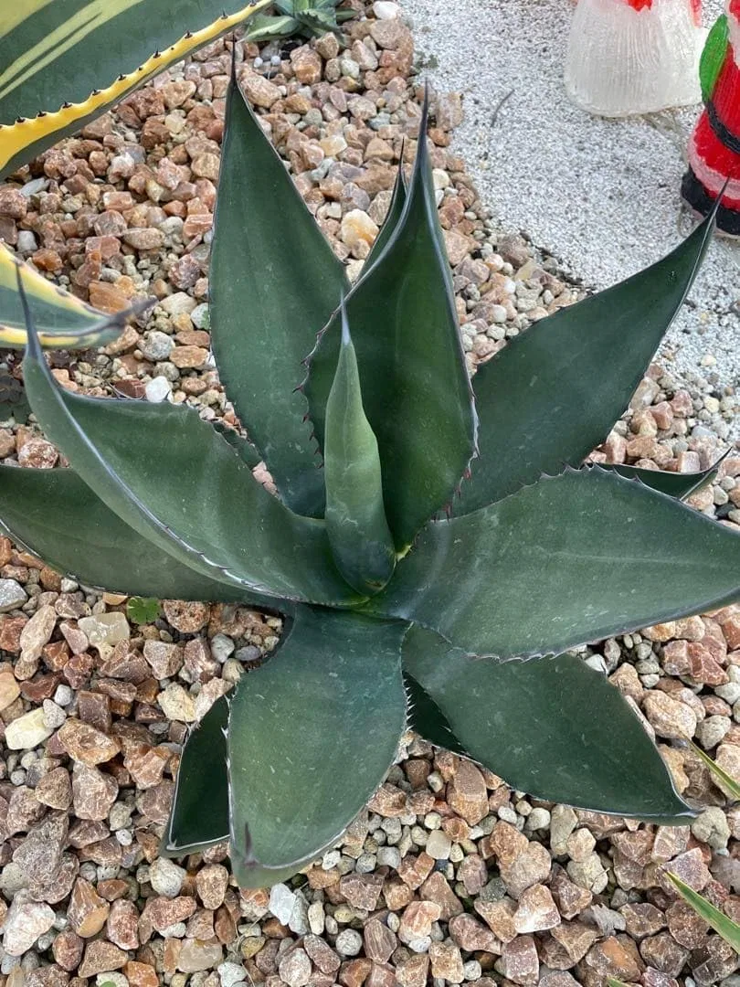 Крем для лица — Дневной Agave Pherox x Skin