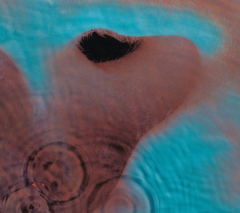 

Диск CD Meddle - Pink Floyd