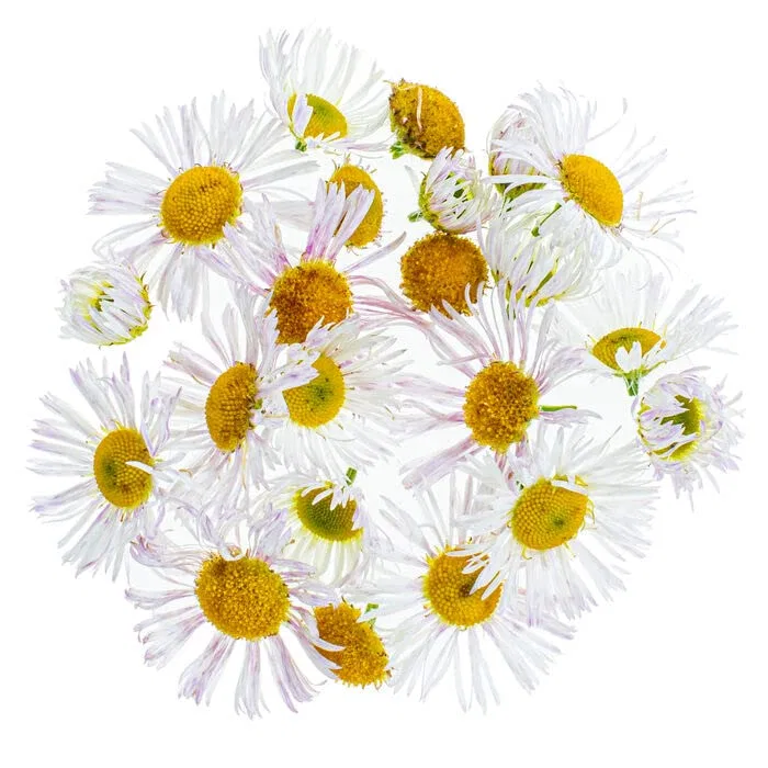 Мыльная добавка с ромашкой PAINT IT EASY, 3 г, Chamomile Flowers 3g — фото 4