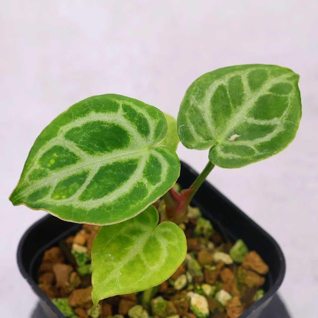 Румяна Anthurium Dorayaki Silver Blush