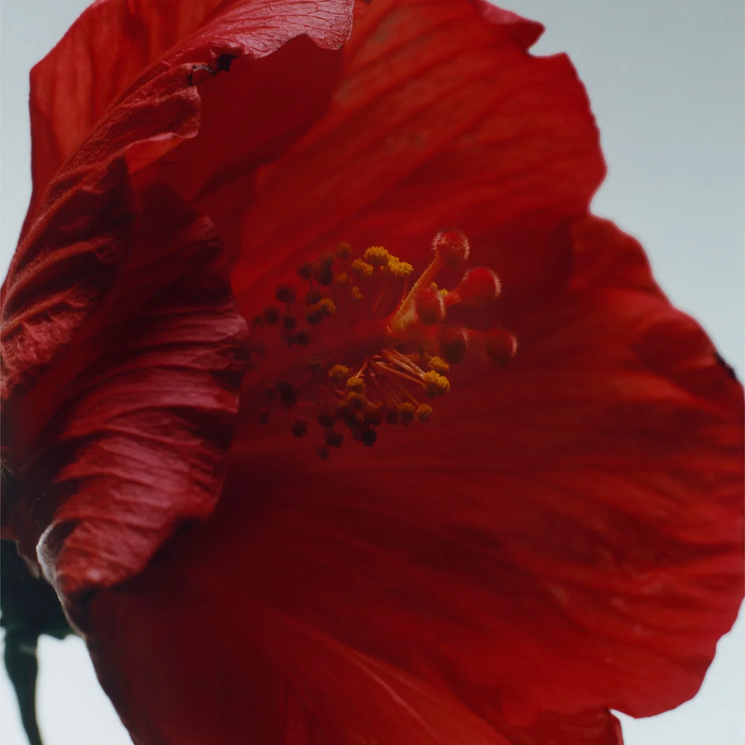 Парфюмерная вода Red Hibiscus 100 мл JO MALONE LONDON — фото 4
