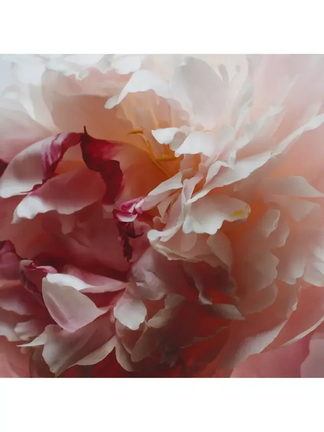 Крем для тела Peony & Blush Suede, 175 мл Jo Malone London — фото 3