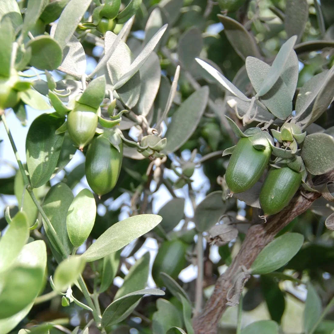 Набор масел для тела Jojoba Oil, Primavera, 2 x 100 мл — фото 3