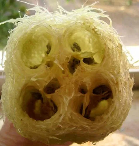 Generic Семена люфы