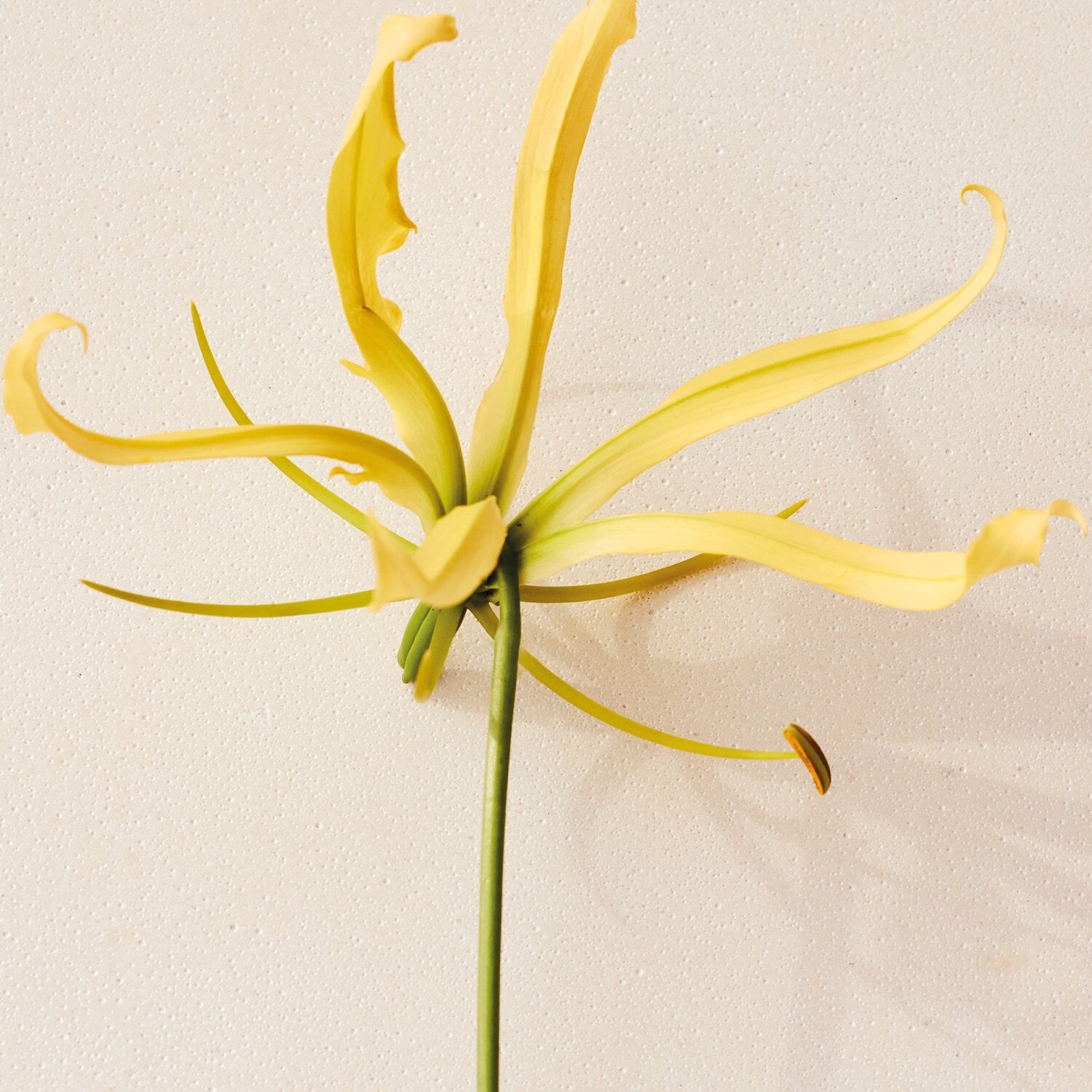 Парфюмерная вода Chloe Atelier Des Fleurs Ylang Cananga — фото 4