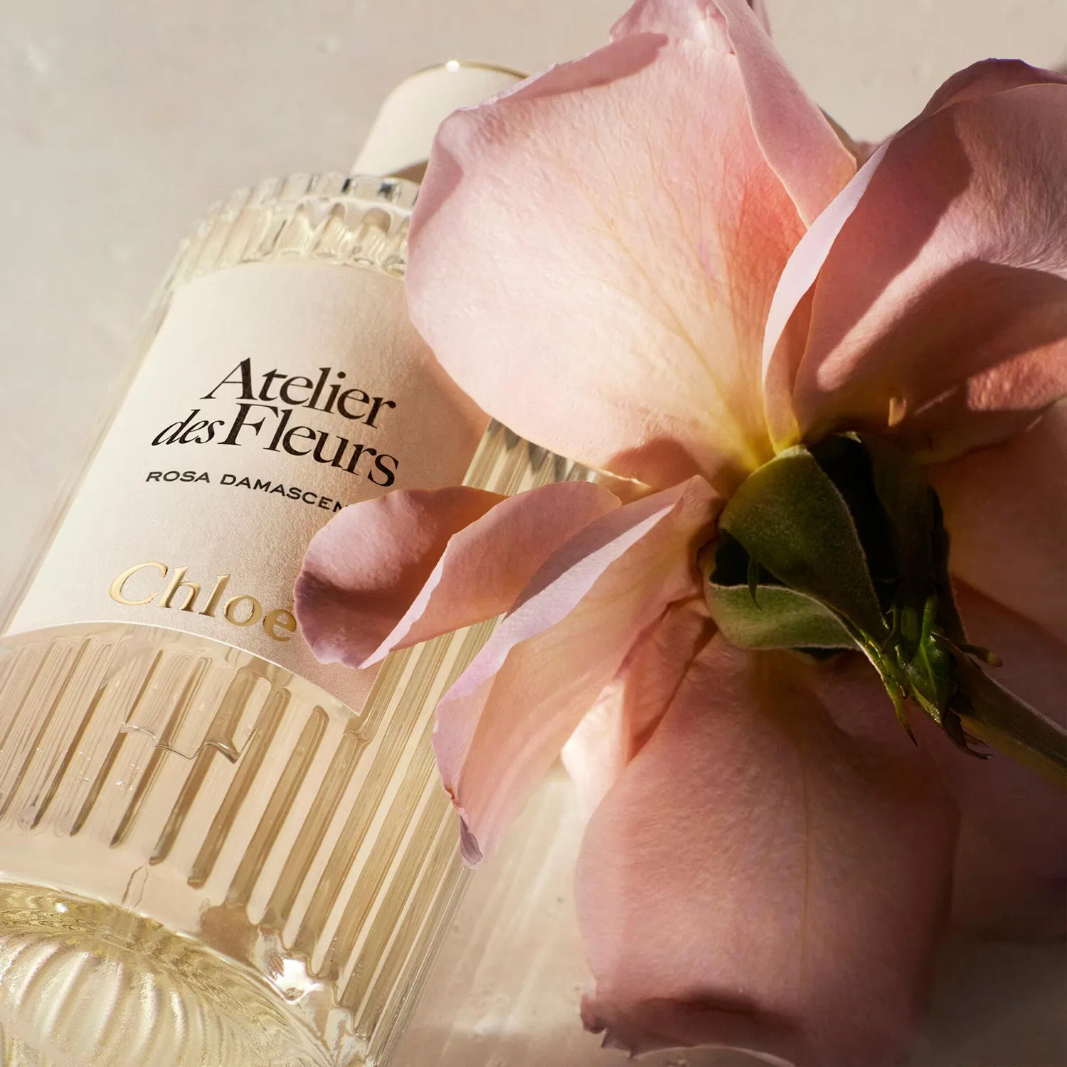 Парфюмерная вода Atelier des Fleurs Rosa Damascena, 50 мл, CHLOÉ — фото 2