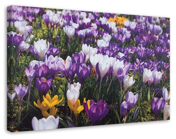 

Фрески Feeby Krokus Blumen Wiese Natur, фиолетовый