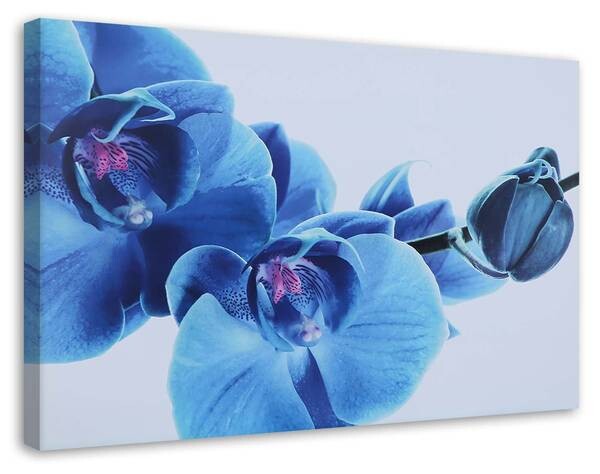 

Картина на холсте Feeby Orchidee Blau Blumen, синий