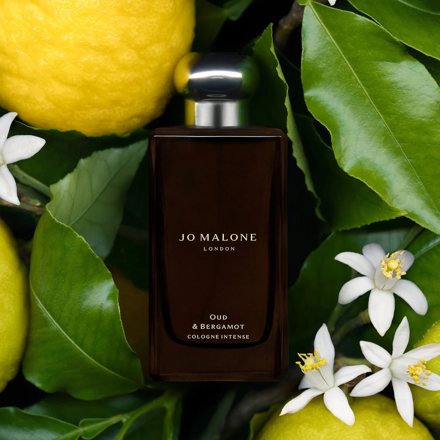 Парфюмерная вода Oud & Bergamot Cologne Intense Jo Malone London, 30 мл — фото 4