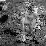 Виниловая пластинка Nappynappa: Ondamicunderdacozmiklytz - фото