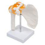 Модель плечевого сустава Inna marka - фото