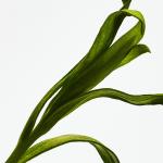 Парфюмерный набор Loewe Esencia, 3 предмета - фото 3