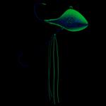 Тенья ДИП 50г CAPERLAN - фото 5