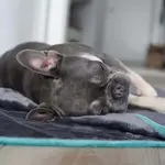 Одеяло DS Produkte, серый - фото 40