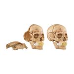 4D Human Skull Hobby Model Trend Based Products Supreme - фото 6