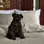 Пододеяльник La cerise sur le GaМ‚teau Gustave, 200 х 140 см - фото 4