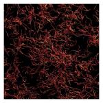 Туалетная вода Ralph Lauren Polo Red, 200 мл - фото 8