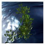 Туалетная вода Davidoff Cool Water Reborn, 125 мл - фото 12