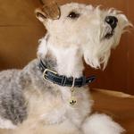 Ошейник Adidas Pet, черный - фото 7