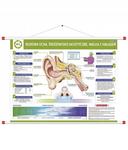 Ухо – строение, акустическая среда, борьба с шумом PHU Lewandowski - фото