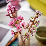 Конструктор Cherry Blossoms 40725 LEGO - фото 6