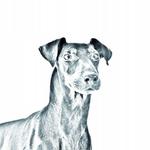 Манчестерский терьер Складное карманное зеркальце Inna Marka - фото 2