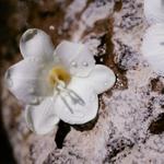 Дезодорант nomade Chloe, объем 100 мл - фото 3