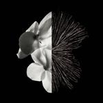 Парфюмерная вода Givenchy Gentleman - фото 4