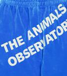 Бархатные брюки Camaleon The Animals Observatory, синий - фото 3