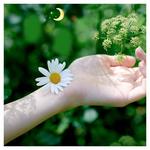 Прокладки ночные, 7 шт. Naturella, Classic - фото 5