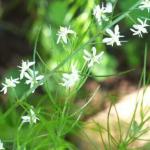 Шатавари Organic India, 90 вегетарианских капсул - фото 3