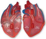 Пенопластовая модель человеческого сердца Learning Resources - фото 5