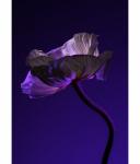 Дезодорант-карандаш GREENBORN New Roots, 50g - фото 5