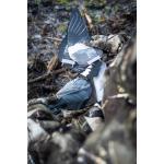 Подвижные крылья мака голубя 520 solognac - фото 5