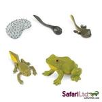 Сафари, жизненный цикл лягушки Safari - фото 2