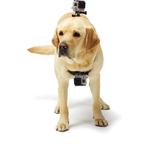 GoPro Fetch ADOGM-001 - фото 4