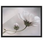 Картина Bilderwelten Simply Cosmos V, бежевый - фото