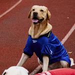 Одежда для собак и дождевики Reebok, синий - фото 3