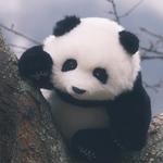 Плюшевая кукла Grapefruit Panda высотой 40 см Chongker - фото 6