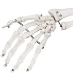 Яго, Скелет человека, 181,5 см. Jago - фото 3