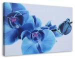 Картина на холсте Feeby Orchidee Blau Blumen, синий - фото