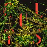 Диск CD Host - Cults - фото