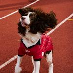 Одежда для собак и дождевики Reebok, синий - фото 9