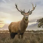 Постельное белье Trendy Bedding Deer Renforcé 135 см x 200 см ESPiCO - фото 3