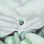 Шторы Joyswahl, белый - фото 5