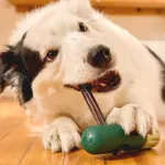 Игрушка для собак BullySafe Woof, Forest Green - фото 6