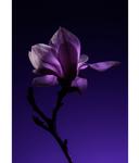 Дезодорант-карандаш GREENBORN Gentle Man, 50g - фото 4