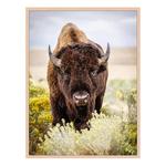 Картина Any Image North American Bison - фото
