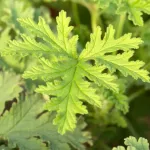 Eternity Одеколон для него 50мл Calvin Klein - фото 4