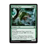 CCG Прибрежный тигр (C) (фольга), MTG - Kaladesh - фото